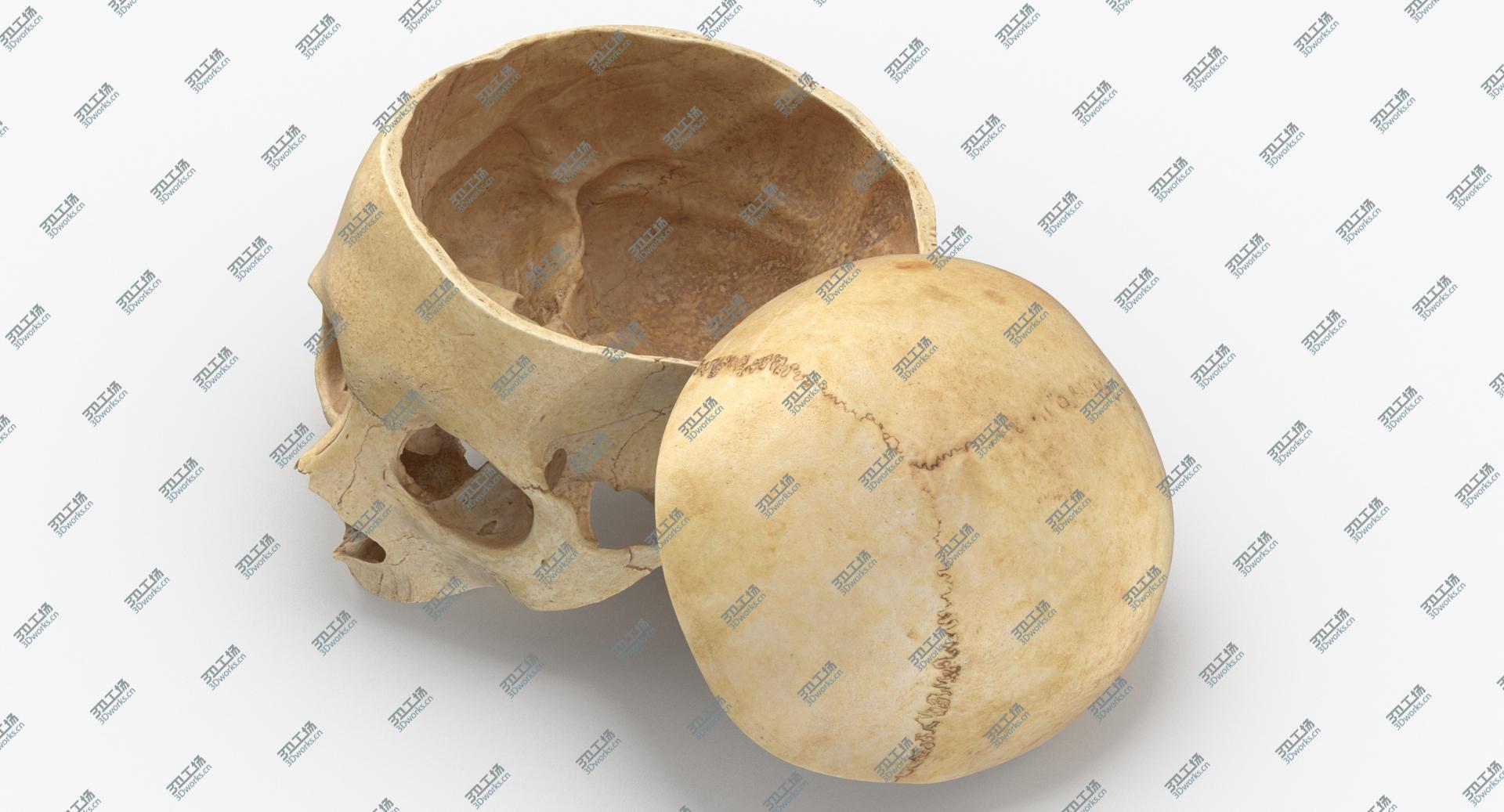 images/goods_img/202104091/Real Human Skull Cranial 02 Cut With Piece Pose 02 model/4.jpg